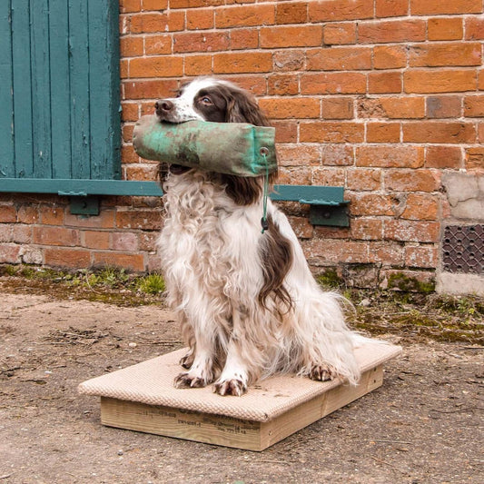 Gundog on Placeboard