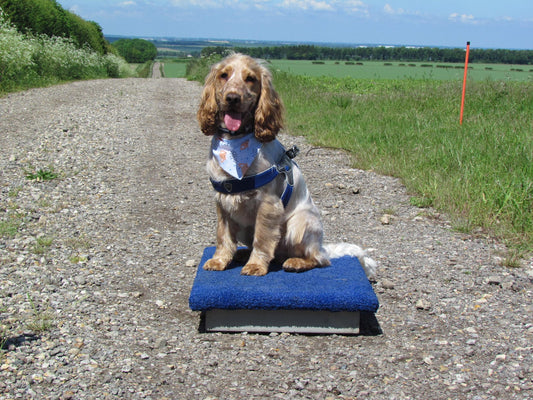 Guide 4: Sit-Stay Success, Part 2