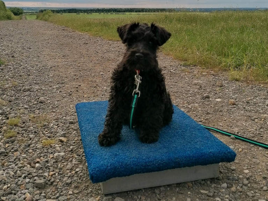 Photo from Anglian Dog Works blog: How to teach your dog ‘Place’ using a Place Board | Introducing the Place Board to your dog showing a border collie on a Place Board