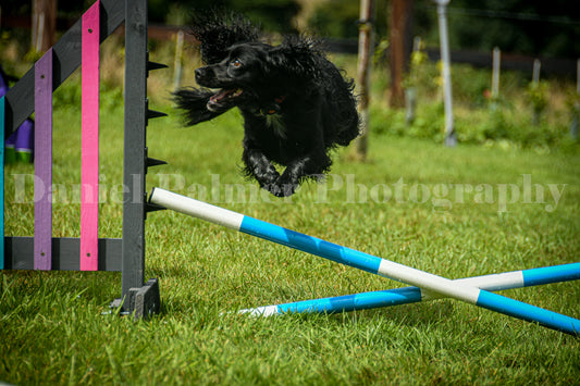 A spaniel turning on a jump