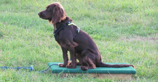 Spaniel on a placeboard
