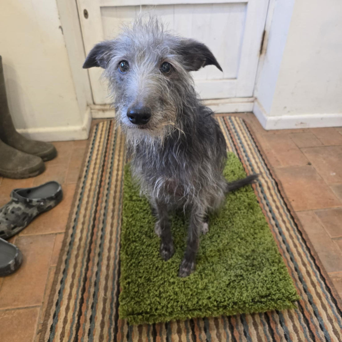 What Can You Train with a Dog Place Board?