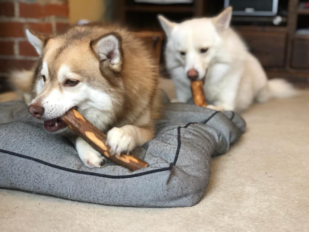 Puppy sales biting bed