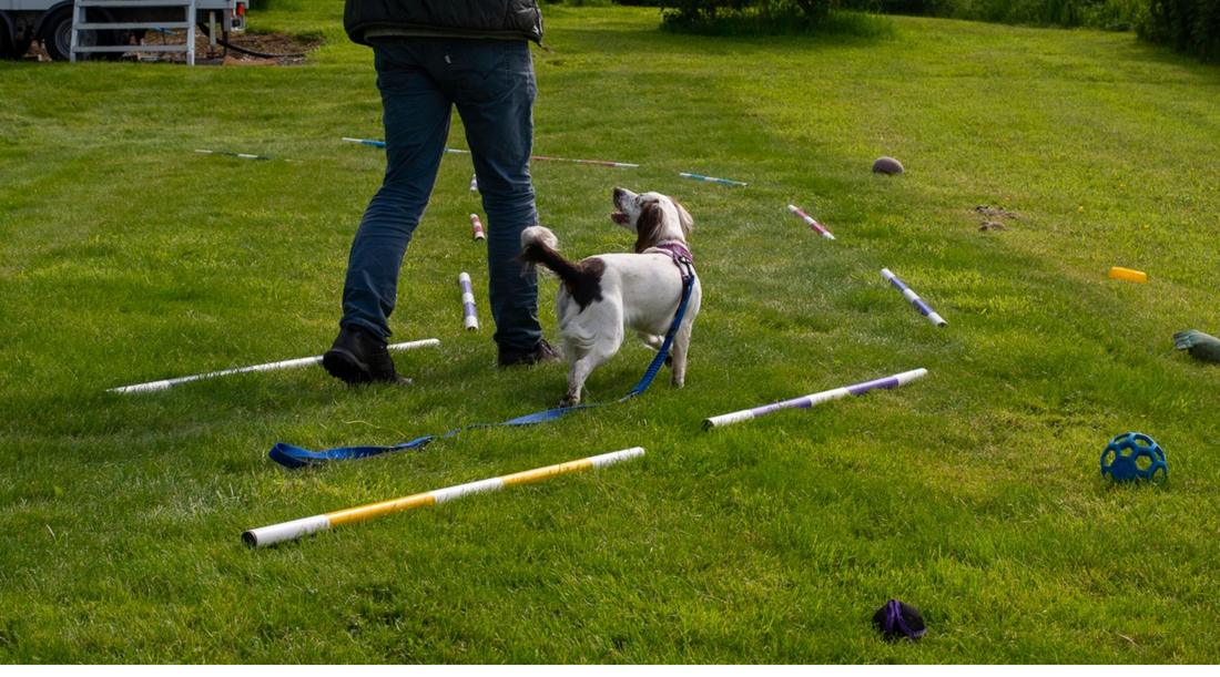 spaniel walking between 2 fixed points to train your dog to stop pulling on the lead