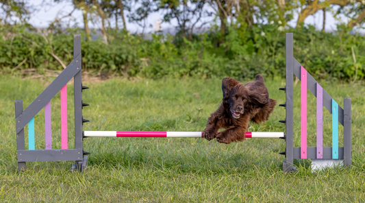 A spaniel turning mid air on an Agility Course in Cambridgeshire
