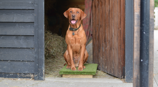 A Labrador gundog sitting steady on his Place Board