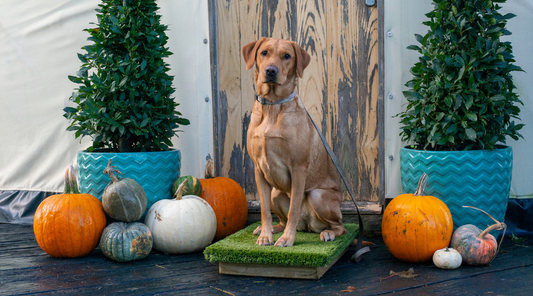 Large dog sitting comfortably on a Place Board