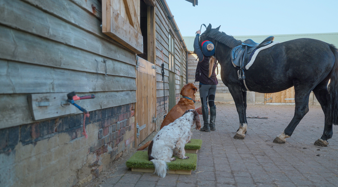 Dogs practicing sit-stay on raised place board around horses