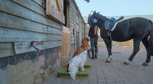 Dogs practicing sit-stay on raised place board around horses