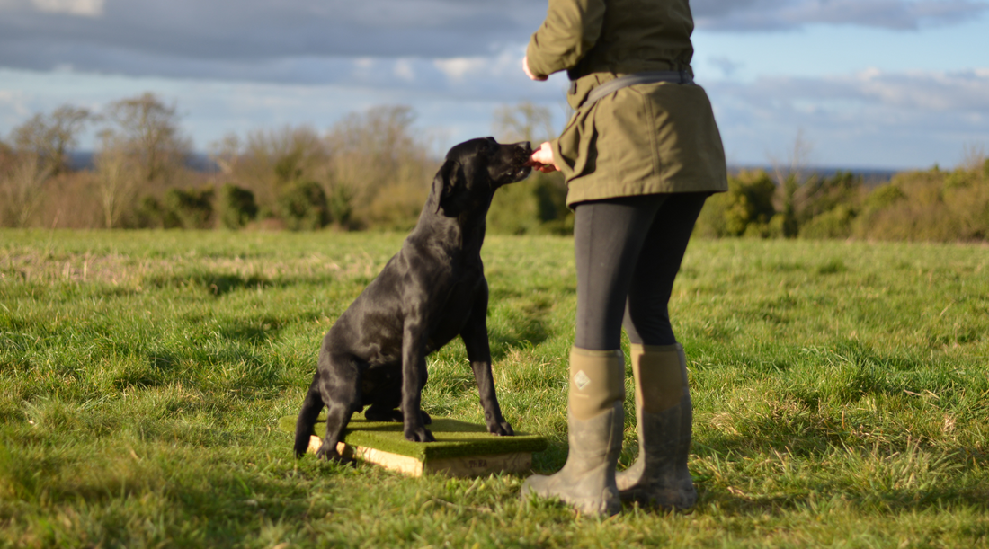 Gundog practicing sit-stay on a place board outdoors