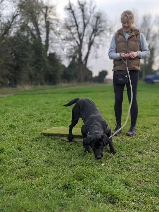 Focus & Impulse Control Game