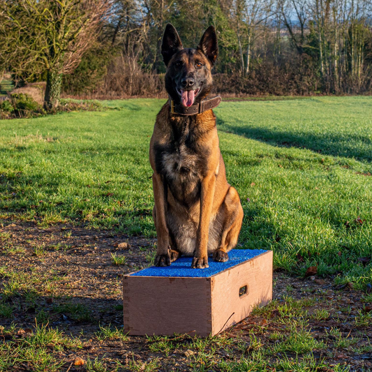 Mali on a position box. Position boxes are also known as Position boxes, dog training boxes, shaping boxes or obedience boxes.