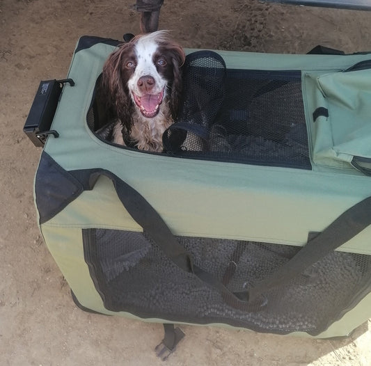 Keeping Your Dog Cool and Comfortable: Summer Essentials for Training, Travel, and Shows