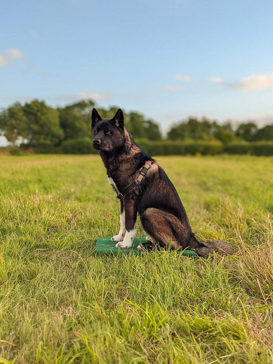 Photo of a Husky x on a placeboard