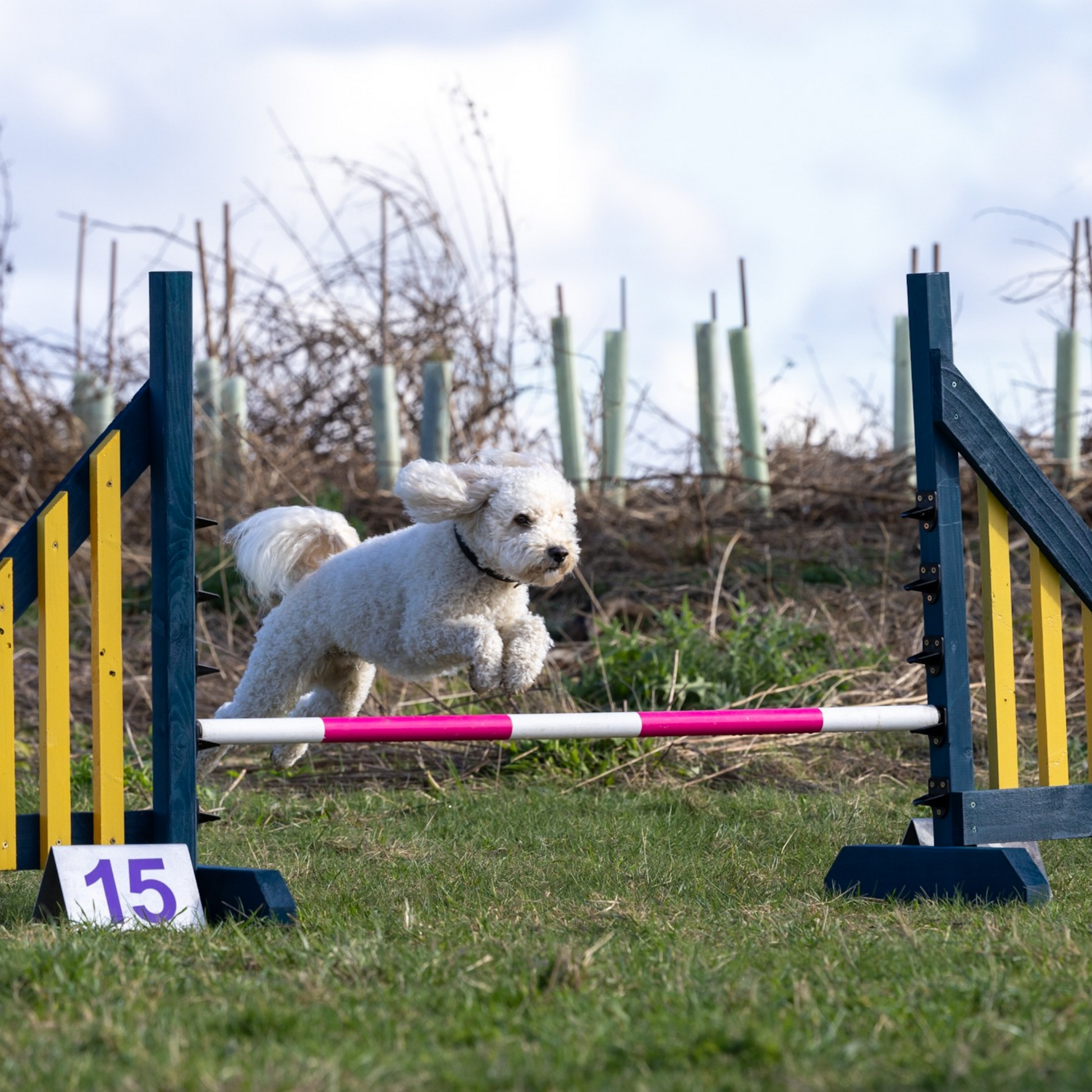 A cavapoochon at Anglian Dog Works Agility Club Group Training Classes near Saffron Walden