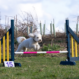 A cavapoochon at Anglian Dog Works Agility Club Group Training Classes near Saffron Walden 