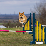 A Shiba at Anglian Dog Works Agility Club Group Training Classes