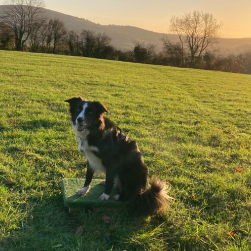 Border Collie Dog sitting on a grassy field with mountains in the background