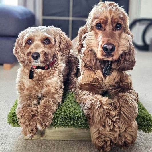 2 spaniels laying on a Place Board