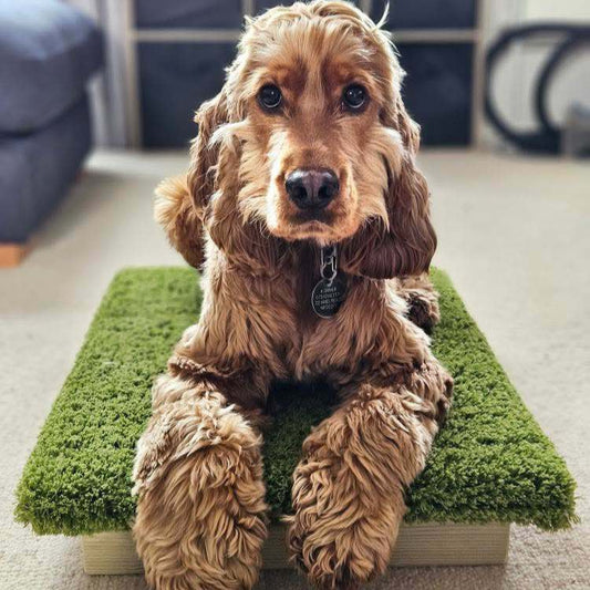 A show cocker laying on a Place Board