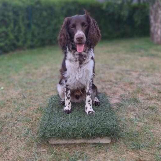 A board that went to a springer in belgium