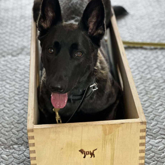 mali using a position box for obedience training adw size 30cm
