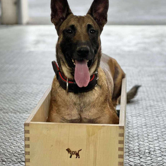 Belgium malinois using a 30cm position box by anglian dog works