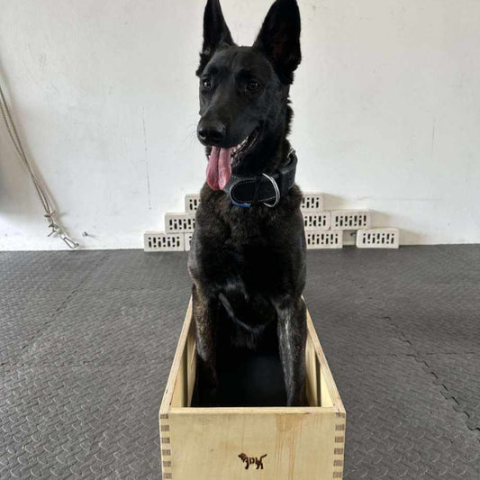 a German shepherd using a 30cm position box