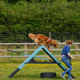 A duck toller retriever at Anglian Dog Works Agility Club Group Training Classes