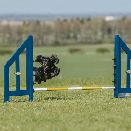 Spaniel dog agility jump for at home