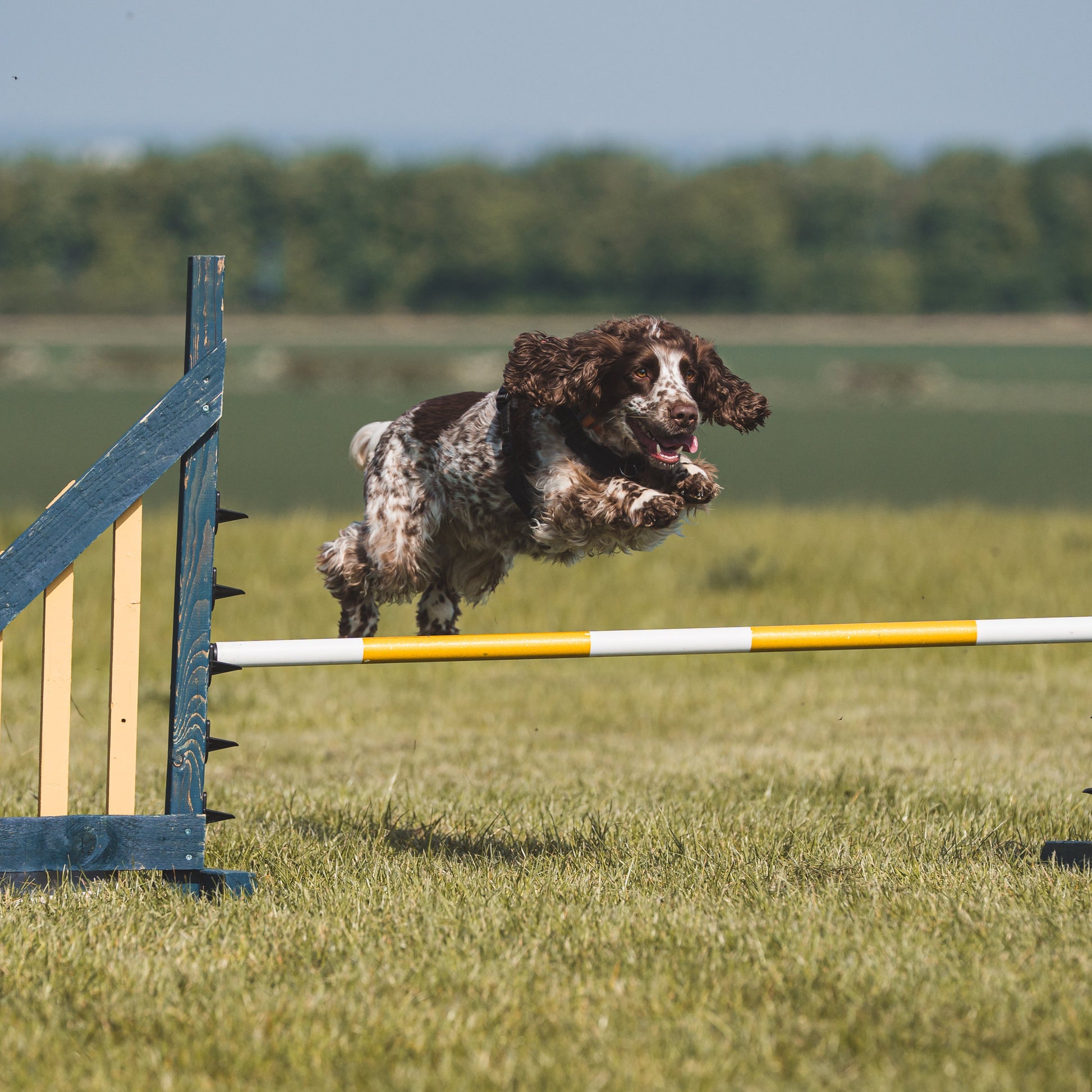 A sprocker spaniel doing dog agility at adw dog training