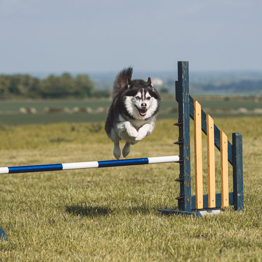 A pomsky doing group agility classes after completing agility 1:1 training with Emma