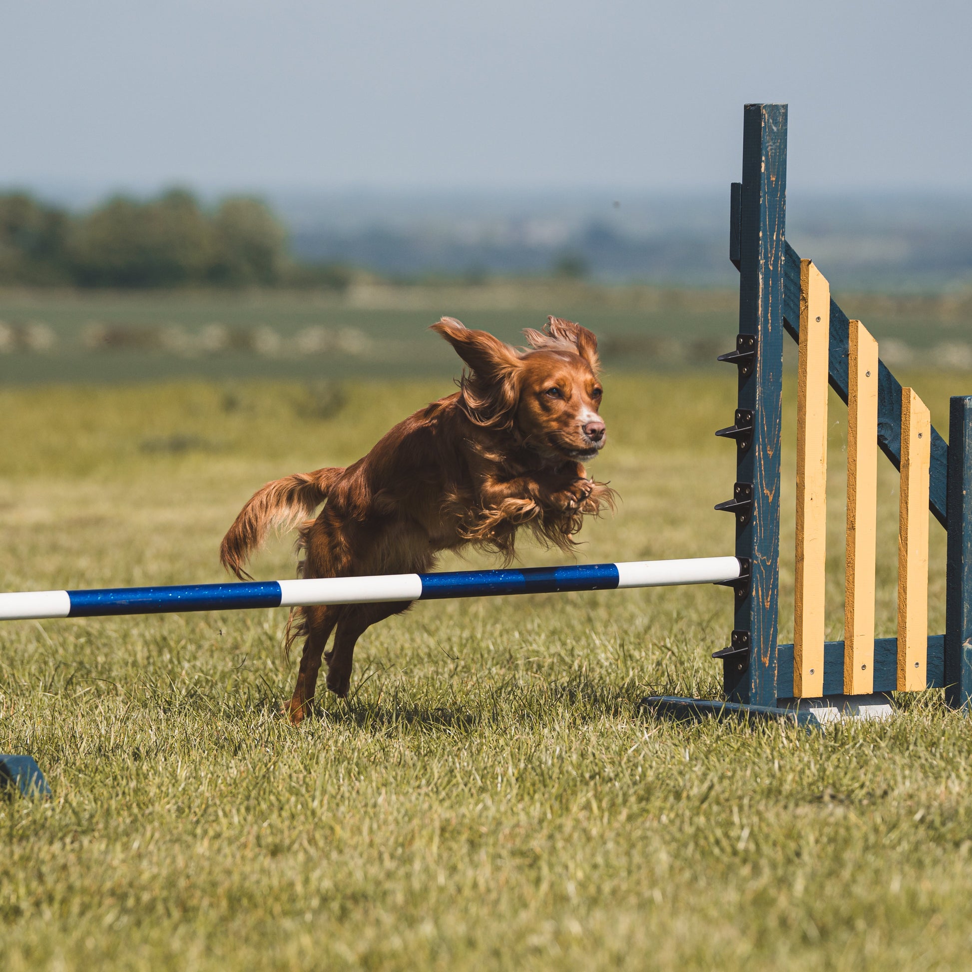 experience dog agility classes for members near linton