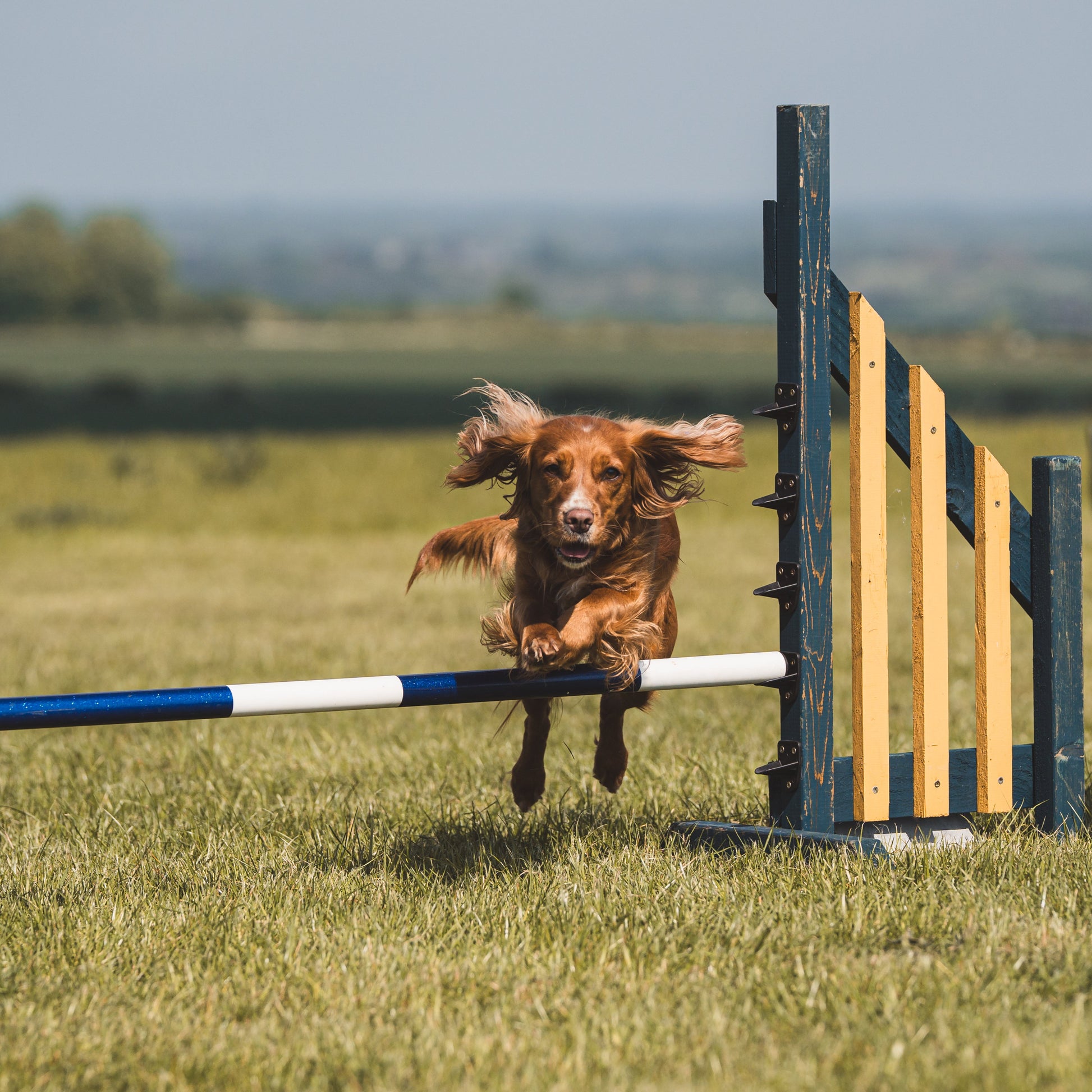 A golden spaniel learning dog agility with Emma, Professional Dog training