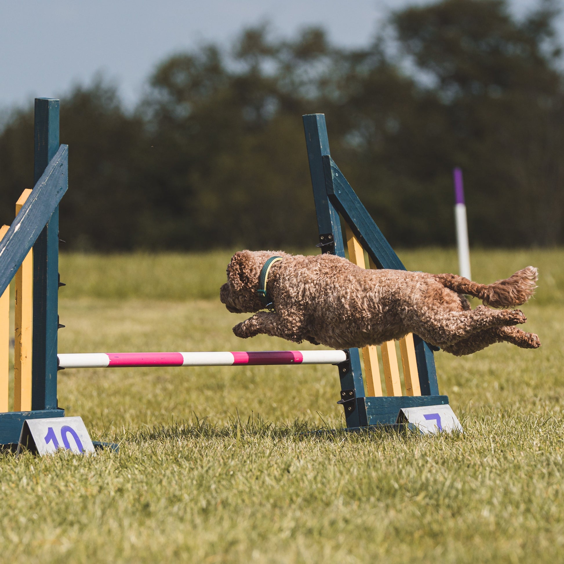 A cockerpoo jumping in dog training class near Newmarket not far from Ely