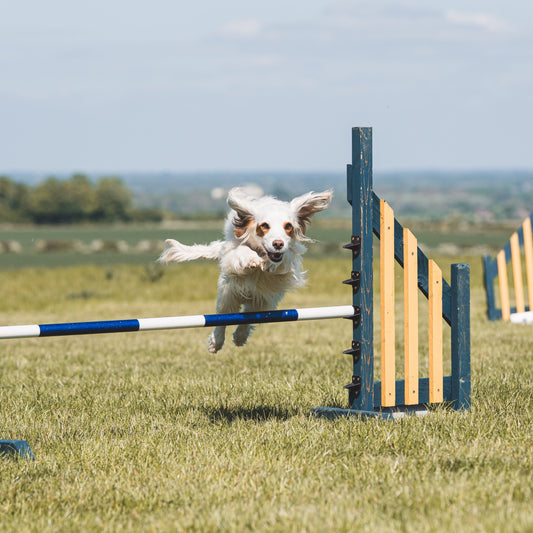 Gundog doing dog agility with anglian dog works group classes for adult dogs and puppies