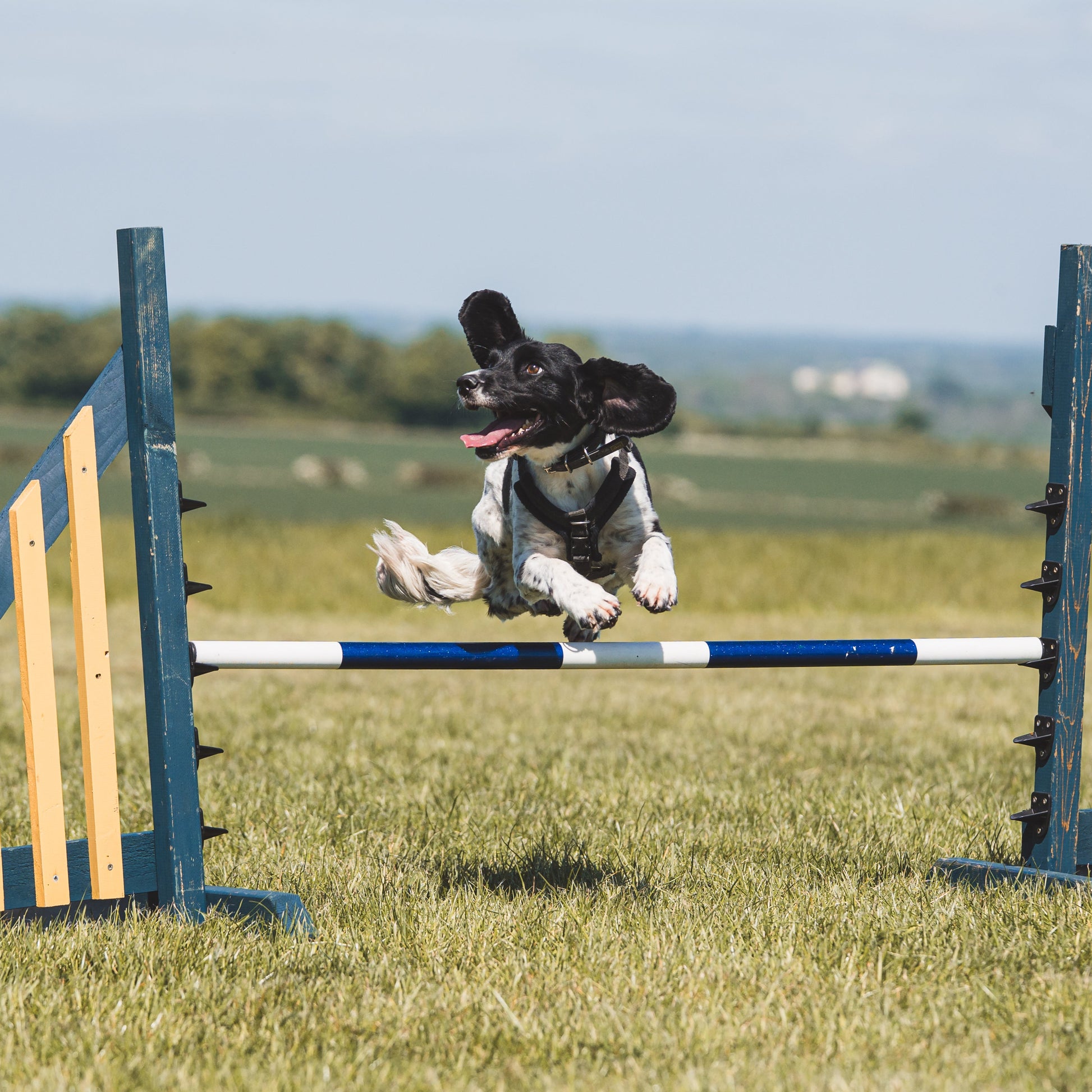 A springer spaniel adult dog doing agility training group class after 1:1 gundog training to continue enrichment