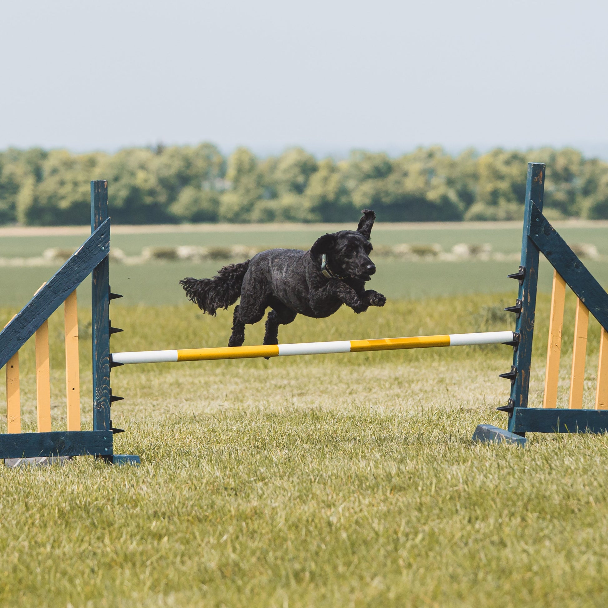 A cockerpoo doing dog training near Balsham, Cambridge