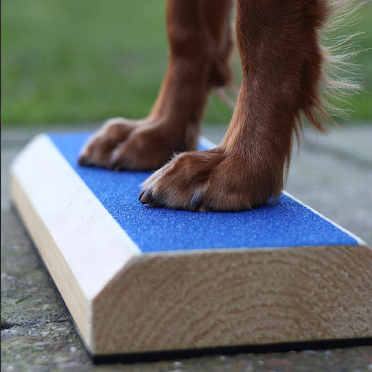 Foot Targets for Canine Fitness, Balance & Stacking Work