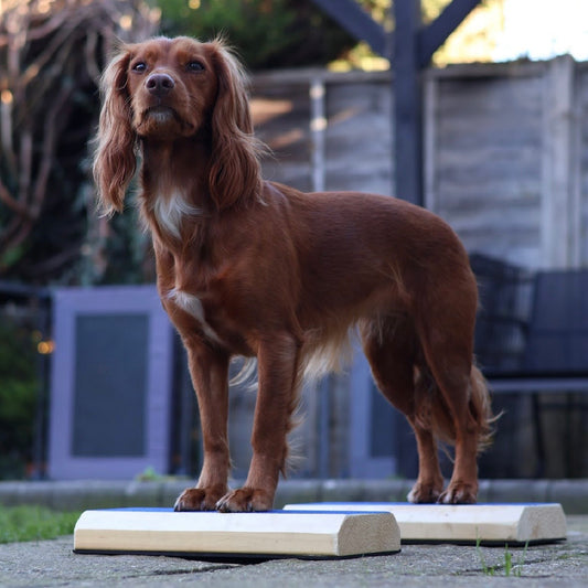 Foot Targets for Canine Fitness, Balance & Stacking Work