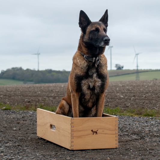 Malinois in position box for obedience