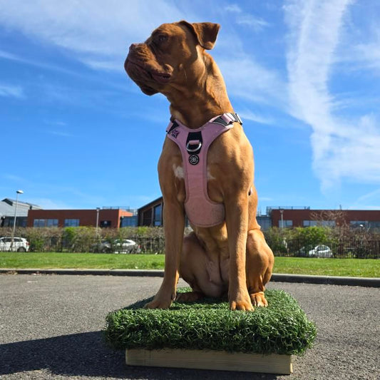dogue de Bordeaux on a place board