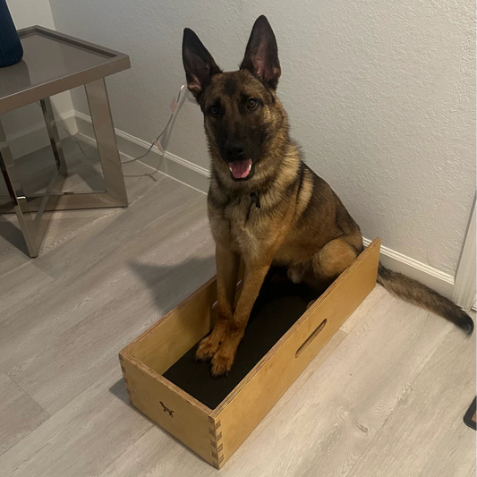 jefferson from the USA working dog position box
