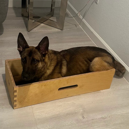 60 lb Shepherd mix in position box by anglian dog works