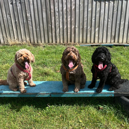 3 cockerpoos at agility training advanced