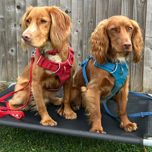 cocker spaniel rescue and working do agility 122