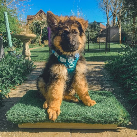 12 week old German shepherd puppy on a place board