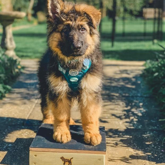 GSD Puppy on a pivot