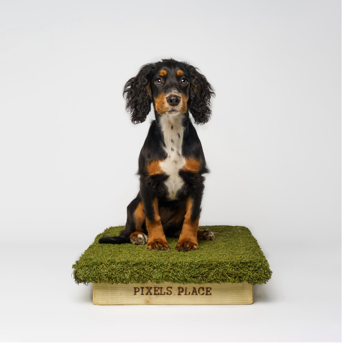 Premium Dog Place Boards for Training Wooden Dog Obedience Platform Anglian Dog Works