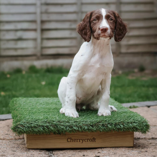 a springer puppy 12 weeks old on a Place Board